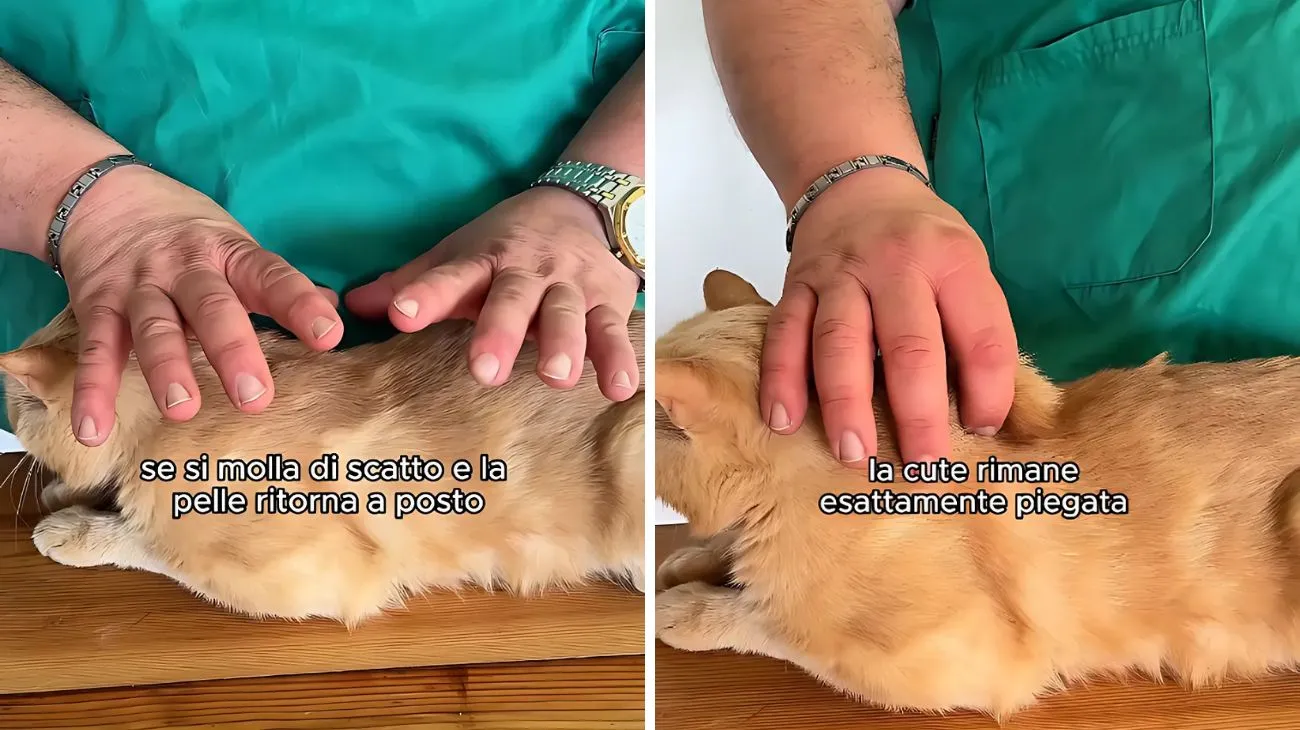 Gatti pelle disidratati