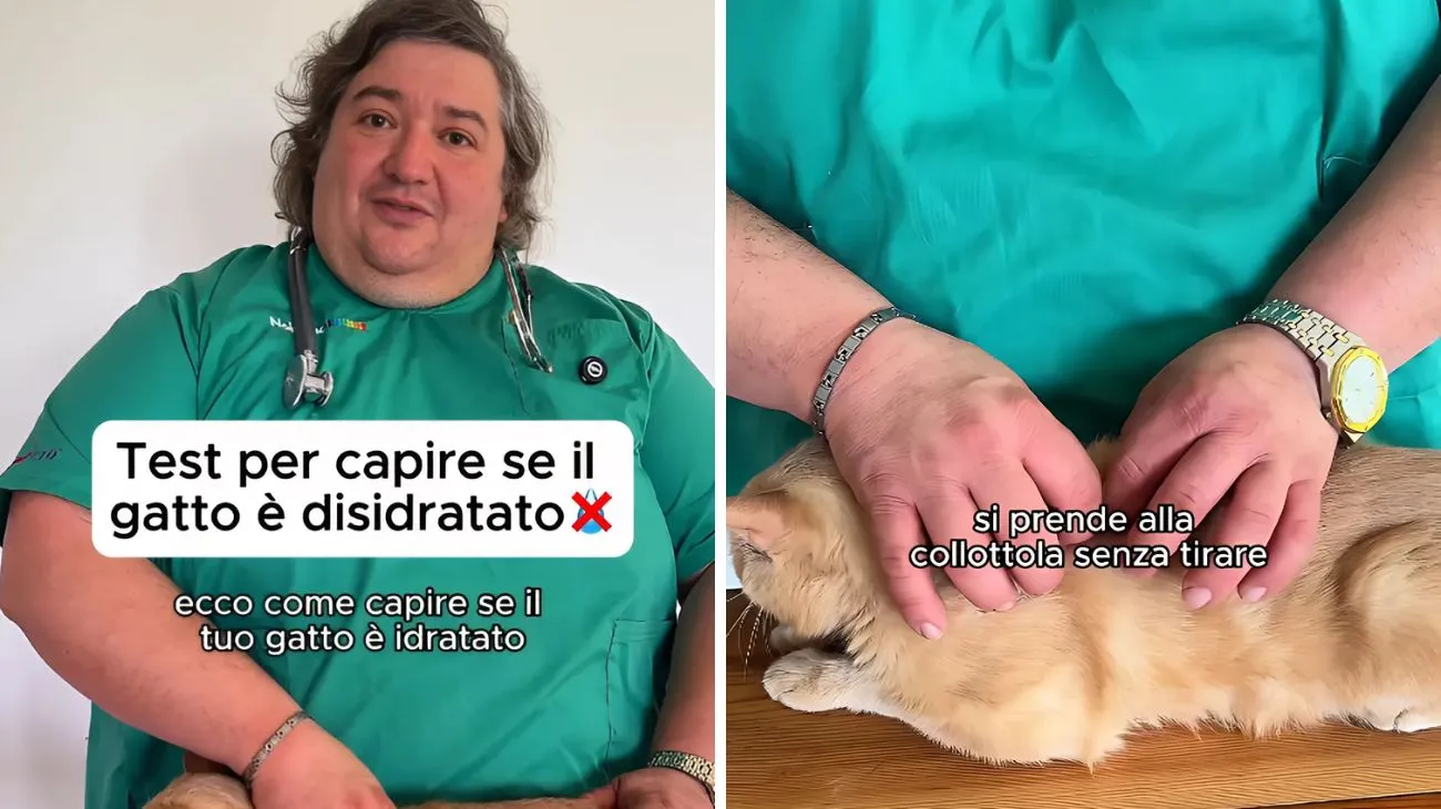 Gatti pelle disidratati