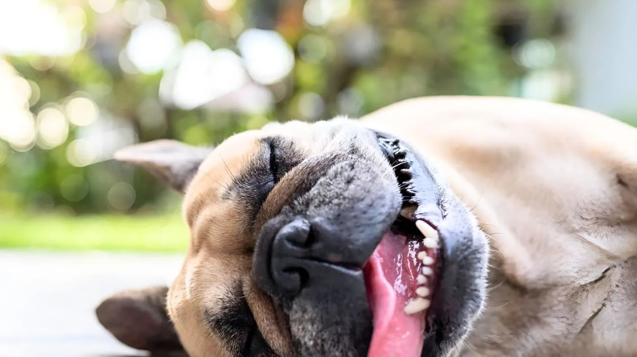 Animali e colpo di calore