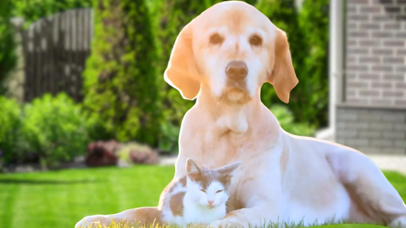 Colpo di calore animali