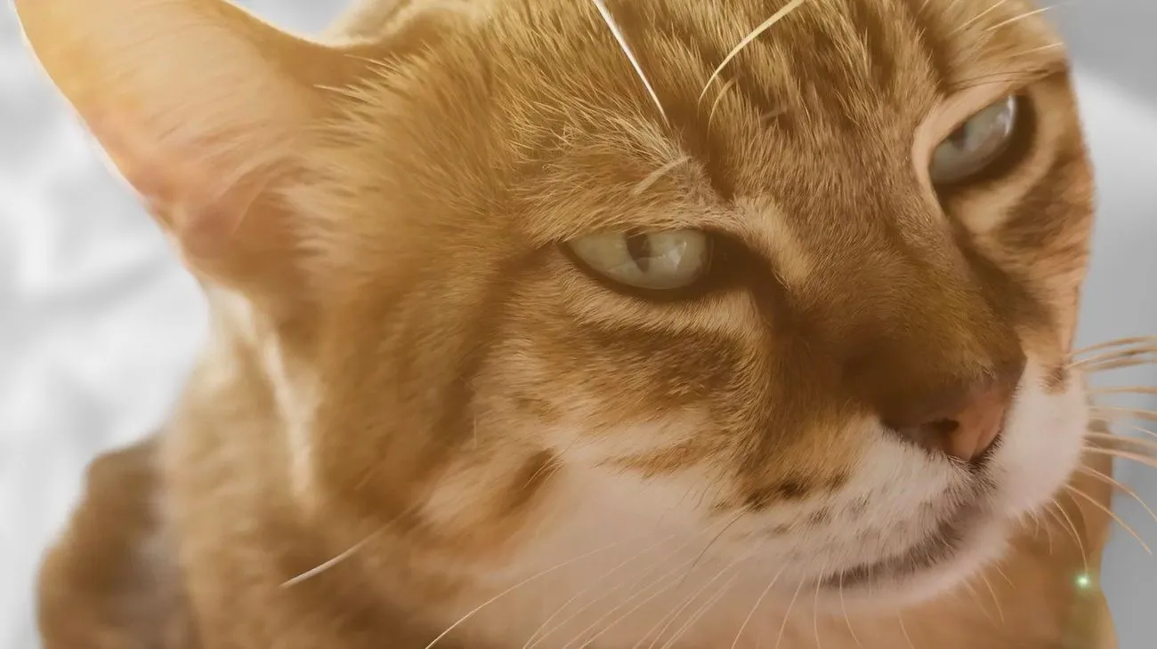 Gatti infelici segnali