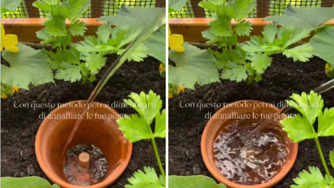 Profilo Bergonzi, vaso per annaffiare piante