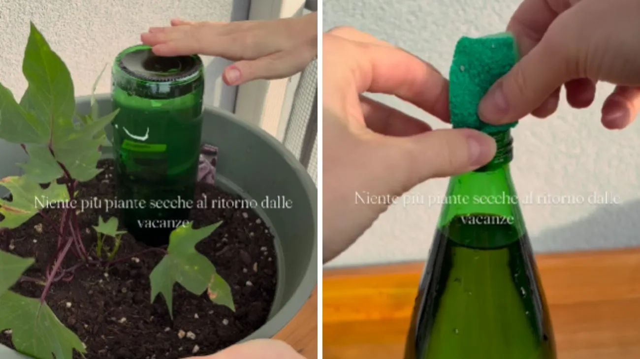 Profilo Rebecca Bergonzi, cura piante