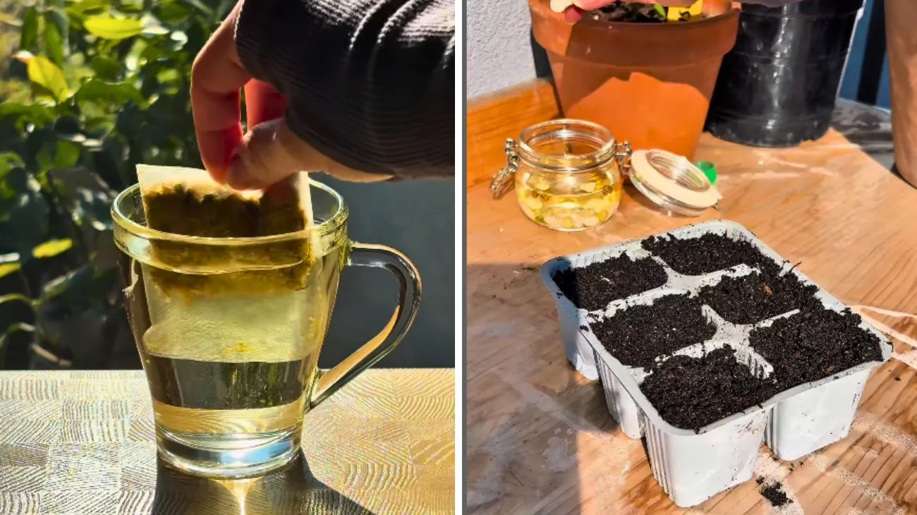 Social Rebecca Bergonzi, giardino e semi da germogliare