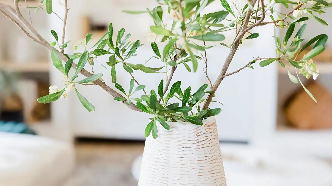 Come un vaso mette in luce la personalità