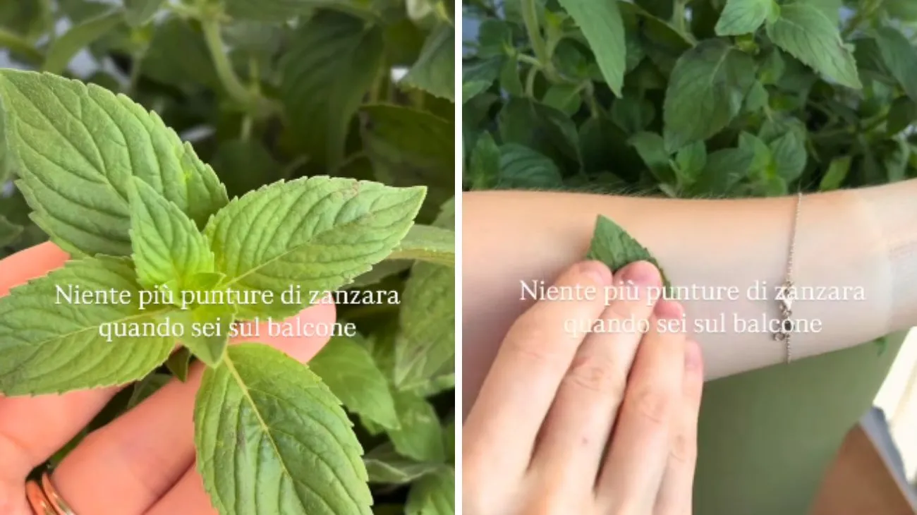 Social Rebecca Bergonzi, punture zanzare