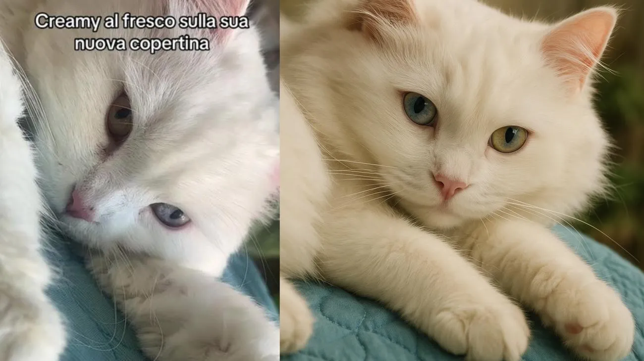 Le piace tantissimo e io ve la straconsiglio!! 😍😍#copertina #copertinafresca #gatto #estate #copertinaestate #mici #cat #summercat #copertinafredda #copertinaanimali #ConSantanderConecto"